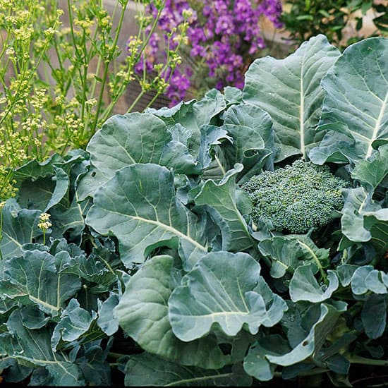 If you've never had a fall vegetable garden, you're missing a real treat. These 11 helpful tips are all you need to know to plan, plant, and enjoy the harvest from a fall vegetable garden in your yard.