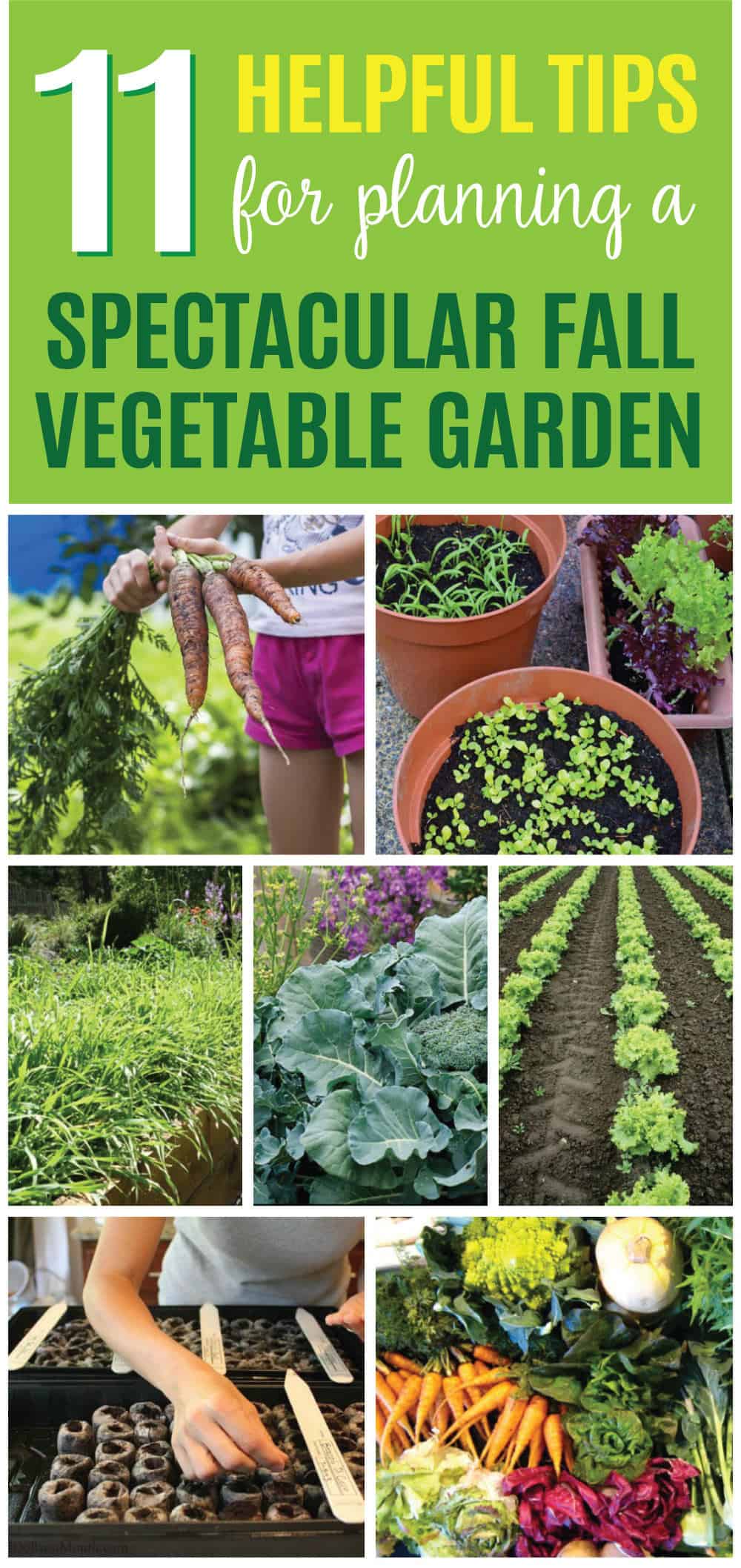 If you've never had a fall vegetable garden, you're missing a real treat. These 11 helpful tips are all you need to know to plan, plant, and enjoy the harvest from a fall vegetable garden in your yard.