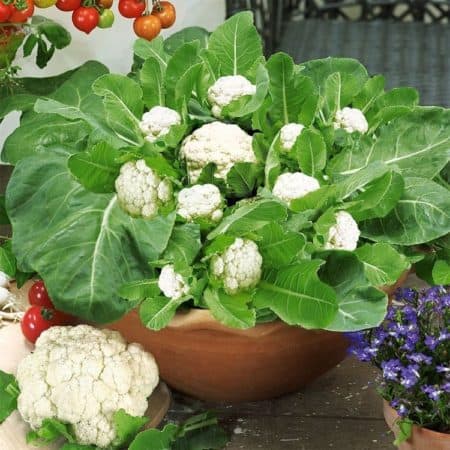 Enjoy tasty, homegrown vegetables on your doorstep, deck, patio, balcony, or garden with these 10 easy container vegetable garden ideas.