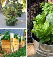 10 Easy Container Vegetable Garden Ideas for Your Yard