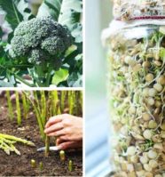 The 14 Easiest Vegetables To Grow