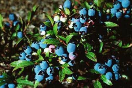 homemade fertilizer for blueberries