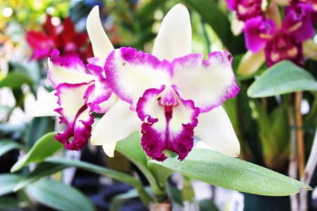 homemade orchid fertilizers
