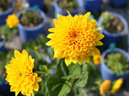 Fall-Blooming Flowers - fall gardening tips