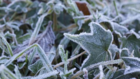 Frost - fall gardening tips