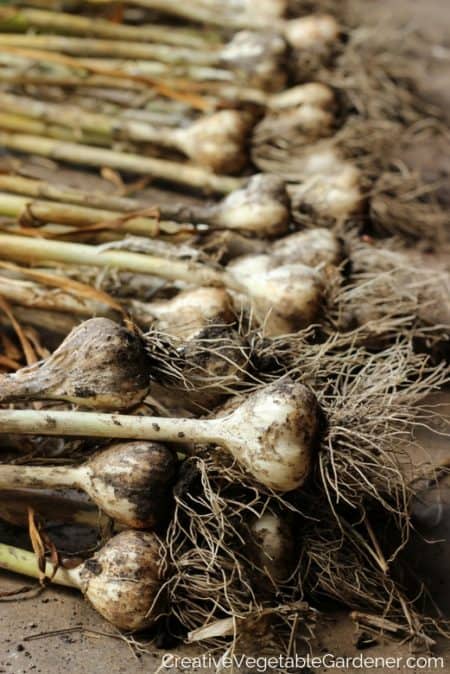 Grow Garlic - fall gardening tips