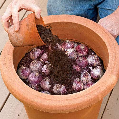 Plant Bulbs in Containers - fall gardening tips