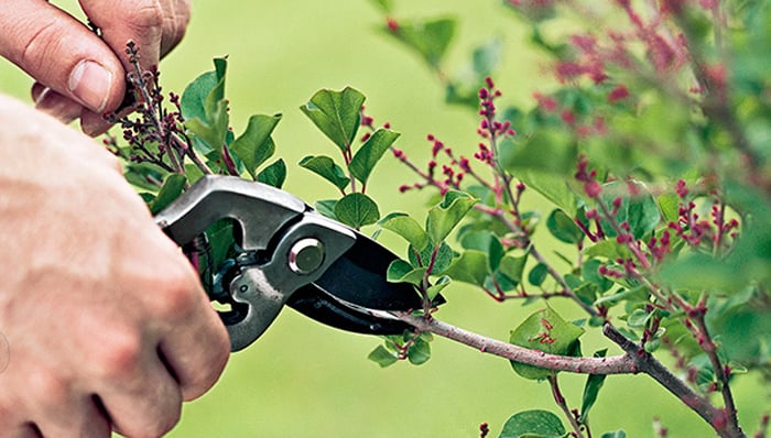 Proper Pruning - fall gardening tips