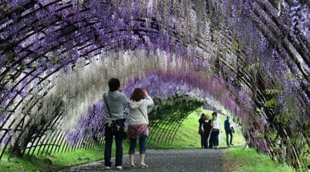 Kawachi Fujien Wisteria Garden, Japan - unique travel destinations