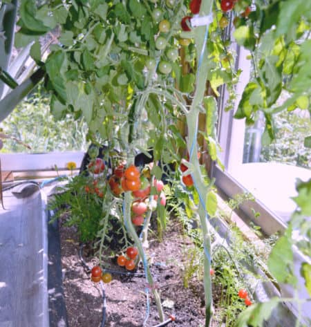 Tomato Indoor Vegetable Garden