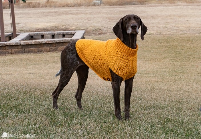 Easy Crochet Dog Sweater Pattern for Large Dogs